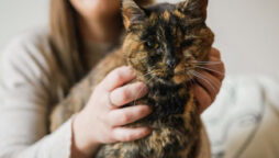 Oldest living cat is a 26-year-old British cat