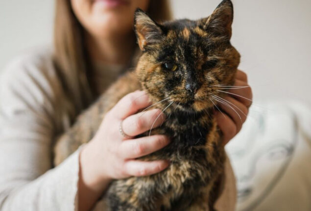 Oldest living cat is a 26-year-old British cat