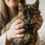 Oldest living cat is a 26-year-old British cat