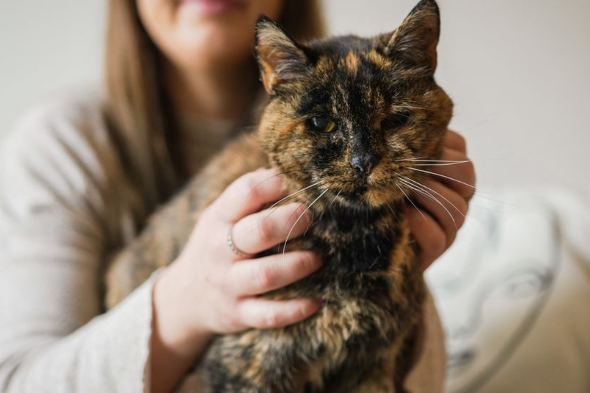 Oldest living cat