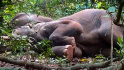 Herd of 24 Elephants Drink Mahua, Nap in Odisha Forest
