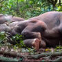 Herd of 24 Elephants Drink Mahua, Nap in Odisha Forest