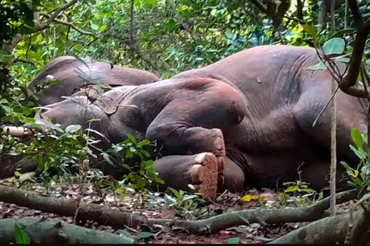 Elephants Drink Mahua