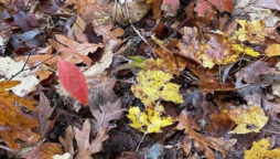 Optical Illusions: Can you find the hidden frog in 15 seconds?