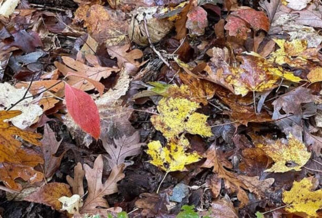 Optical Illusions: Can you find the hidden frog in 15 seconds?