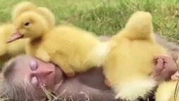 Viral video of a little monkey hanging out with ducklings