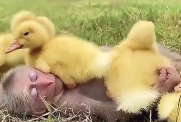 monkey video