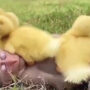 Viral video of a little monkey hanging out with ducklings