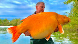 67.4-pound goldfish is captured by a French angler