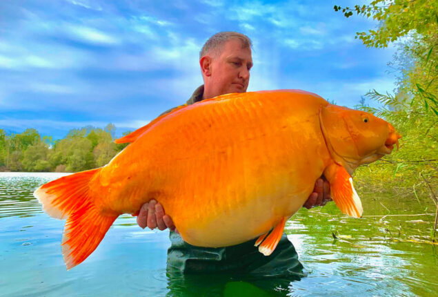67.4-pound goldfish is captured by a French angler