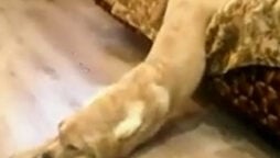 Dog struggles to wake up in the morning, internet says: WATCH