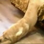 Dog struggles to wake up in the morning, internet says: WATCH