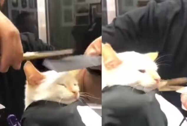 Cat Getting a Haircut