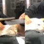 This Cat Getting a Haircut Is Adorable: WATCH