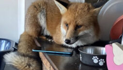 UK family surprised by fox visitor.hat happened next