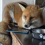 UK family surprised by fox visitor.hat happened next