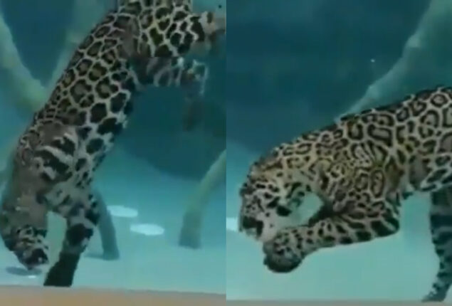 Jaguars