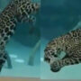 Jaguars Swim Well, Right? See One Swim Effortlessly