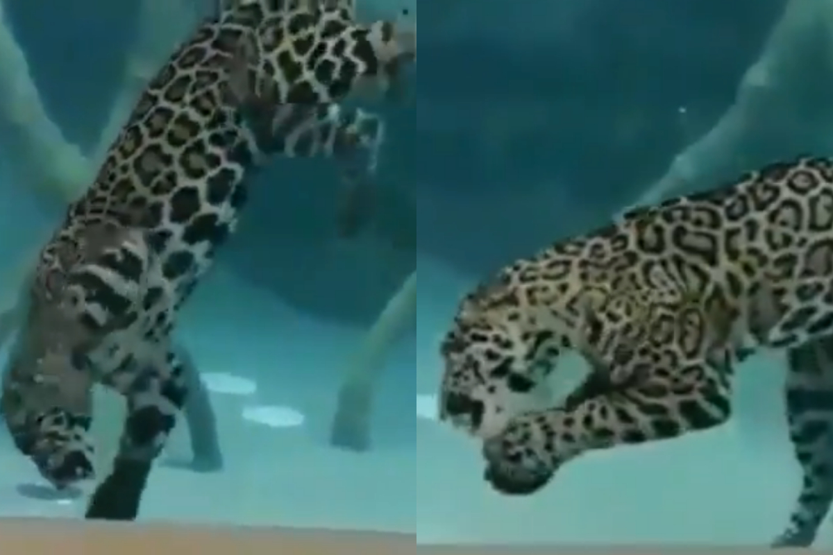 Jaguars