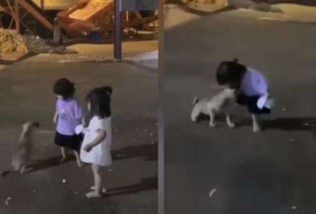 Cute video shows a girl slapping puppy to save a friend