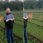 Lionesses graze freely near Gujarat’s Gir: Watch