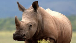 Kaziranga Park One-horned Rhinoceros Turns Violent