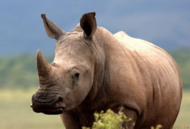 Kaziranga Park One-horned Rhinoceros Turns Violent