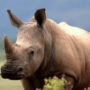 Kaziranga Park One-horned Rhinoceros Turns Violent