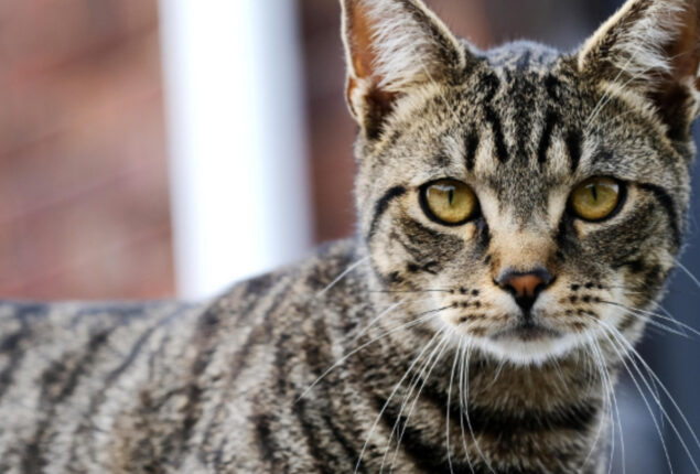 Injured cat visits Turkey hospital alone in heartwarming video