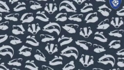 Optical Illusion: can you spot the hidden dolphin in 30 sec