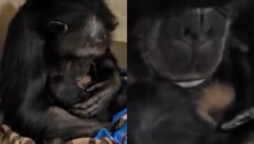 Watch Chimpanzee Mother’s Emotional Reunion With Baby