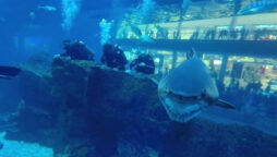 Deformed shark with one eye and craziest teeth circles divers