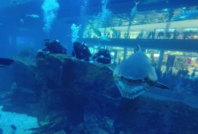 Deformed shark