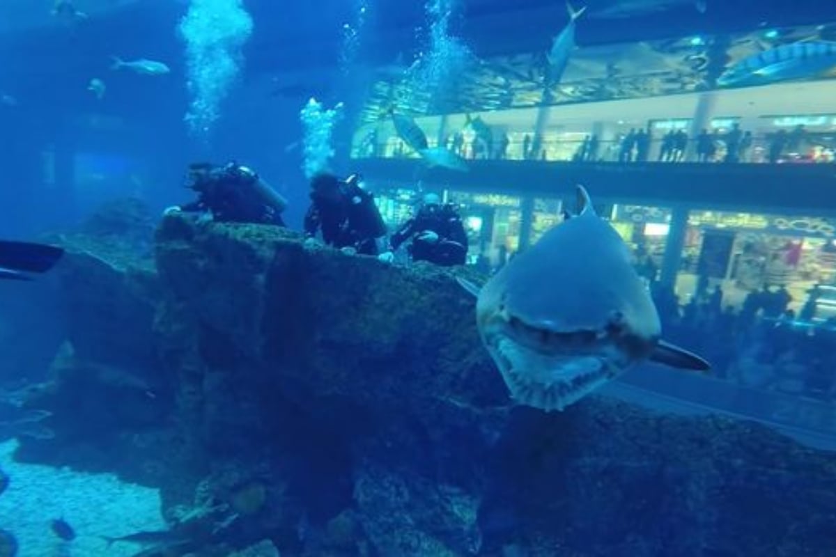 Deformed shark