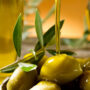 Italy to assist with technical support to Pakistan in olive oil production