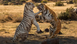 Tigers Fighting