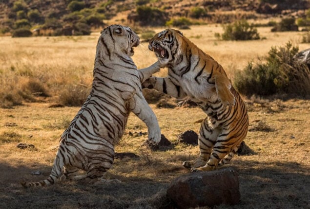 Tigers Fighting Stuns Internet