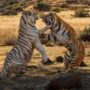 Tigers Fighting Stuns Internet
