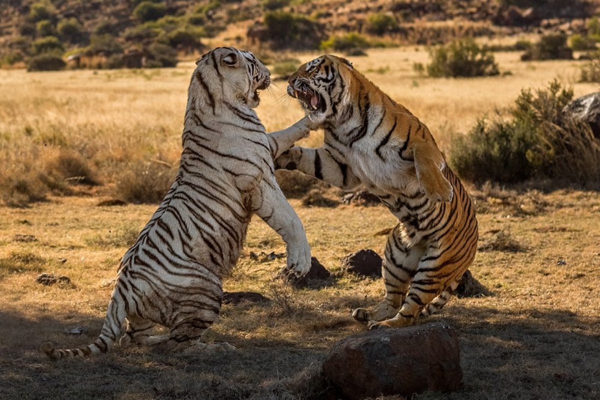 Tigers Fighting
