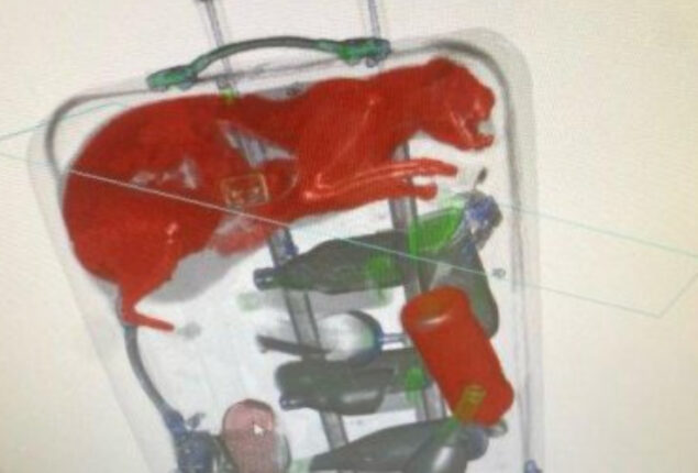 X-ray captures cat in JFK passenger’s luggage