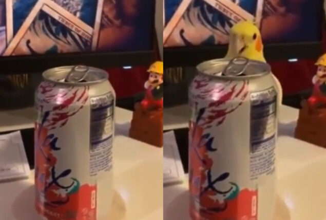 Viral Video: Duckling Playing Peek-A-Boo With Woman