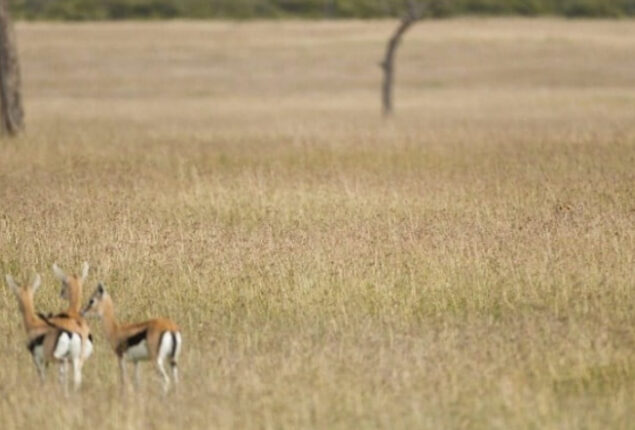 Can you find a hidden cheetah in 17 seconds?