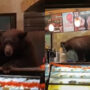 Bear enters California cafe and takes cookies