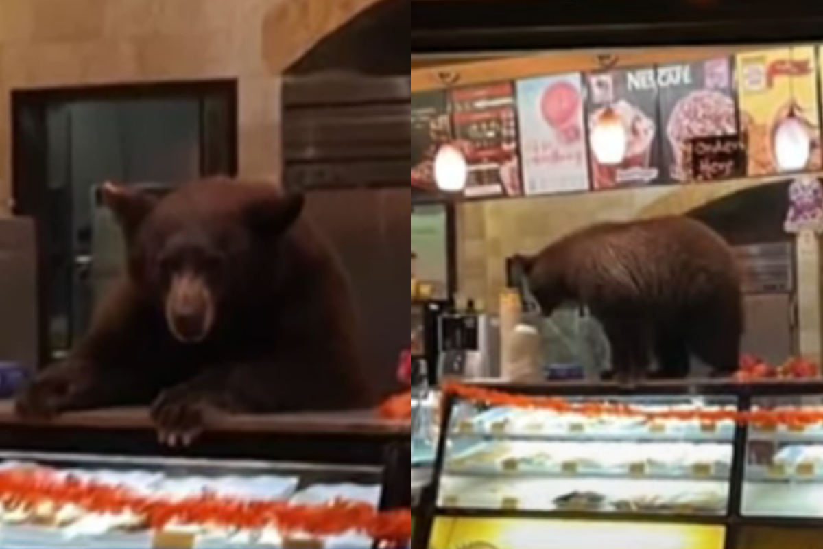 Bear enters California cafe