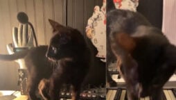 cat walks