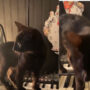 Watch: Internet fallen in love with music made by cat walking on keyboard
