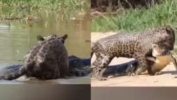 Jaguar Battles Crocodile On Its Own Ground; Watch Video To See Who Wins