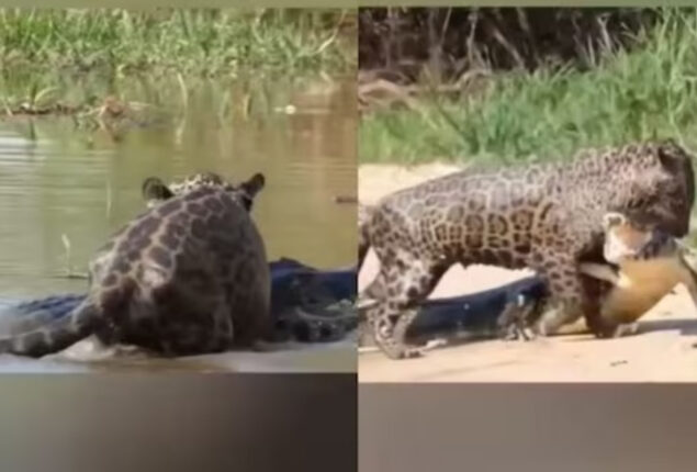 Jaguar Battles Crocodile On Its Own Ground; Watch Video To See Who Wins