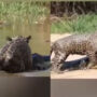 Jaguar Battles Crocodile On Its Own Ground; Watch Video To See Who Wins