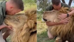 Rarity in Friendship! Kissing, cuddling lion: Viral Video